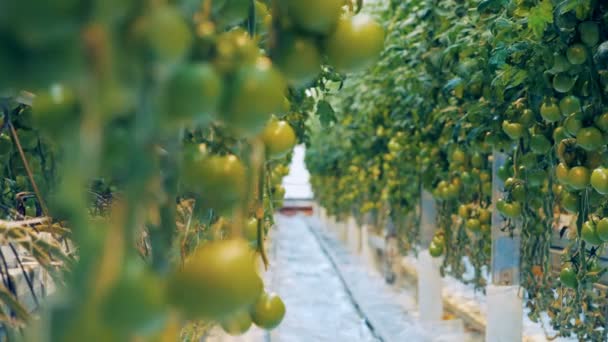 Två sidor av omogna tomat småskog en en passage mellan dem — Stockvideo