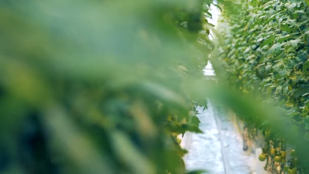 Observation du taillis de tomates dans une serre chaude de gauche à droite — Video