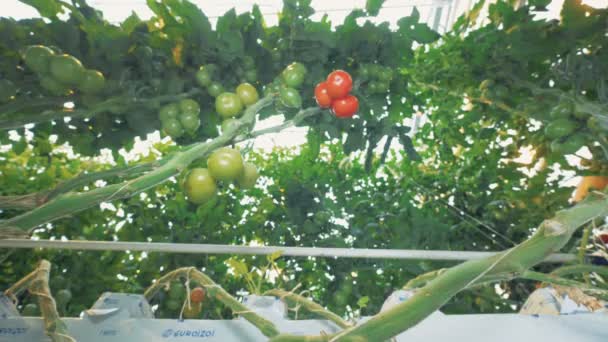 I grappoli di pomodori crescono tra i cespugli in una serra — Video Stock
