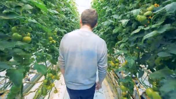 Een man loopt langs de onderdoorgang van een tomaat warmhouse — Stockvideo