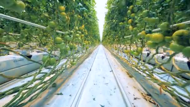 Piantine di pomodoro Hothouse in scatole con sistema di fertilizzazione ad esse collegato — Video Stock