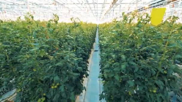 Geräumiges Wärmehaus mit gleichmäßigen Reihen von Tomatensetzlingen — Stockvideo