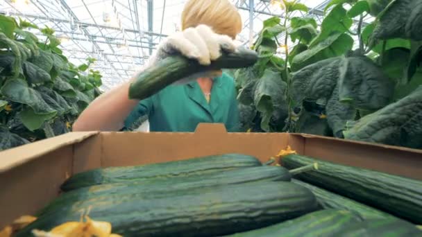 Close up van een werknemer van de vrouwelijke broeikasgassen verzamelen van komkommers — Stockvideo