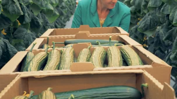 Female warmhouse worker is looking for mature cucumbers to collect — Stock Video