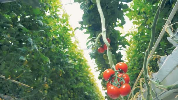 Крупный план нескольких зрелых помидоров, свисающих с ветки — стоковое видео