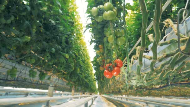 Ramo pendurado de tomates vermelhos e verdes crescendo em uma estufa — Vídeo de Stock