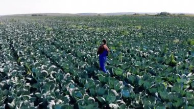 Lahana çiftliği ve üzerinde yürüyen bir tarımcı