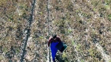 Agronome solmuş tarlada dizüstü bilgisayarla yürüyor.