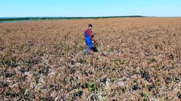 Az agrártudós egy kiszáradt mezőt vizsgál. Halott, száraz szántóföldi mezőgazdasági növények. — Stock videók