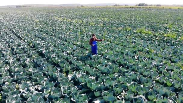 Agricultor está contando repolho crescendo no campo — Vídeo de Stock