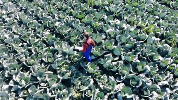 양배추 밭 이 농학자에 의해 조사를 받고 있다 — 비디오