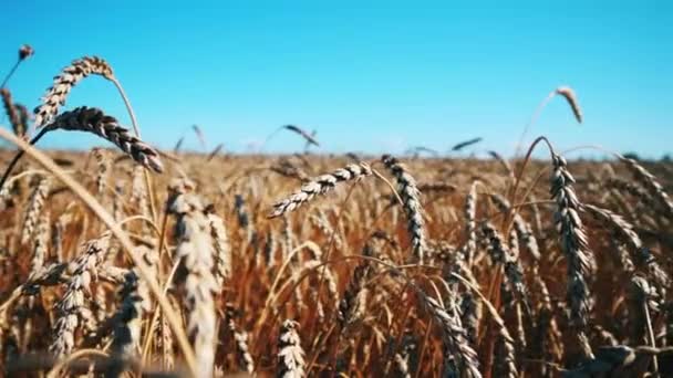 Cabeças de grãos de trigo no campo aberto — Vídeo de Stock
