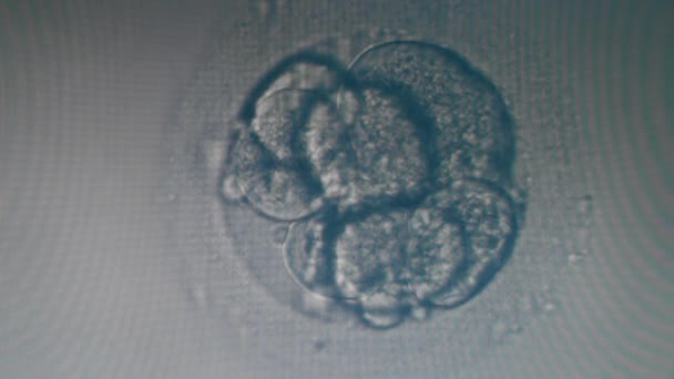 Acht-cel embryo aangetoond onder een microscoop — Stockvideo