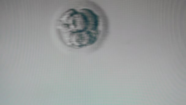 Просочені яйцеклітини, показані під мікроскопом — стокове відео