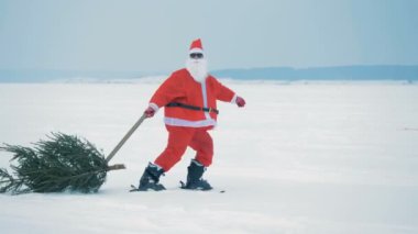 Man in Claus costume pulls a christmas tree while skiing, side view.