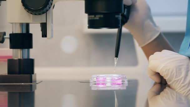 Працівник лабораторних наук аналізує і переміщує рідини з піпеткою — стокове відео