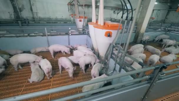 Små grisar prasslar på gården på en grisfarm. Modern grisfarm med många grisar. — Stockvideo