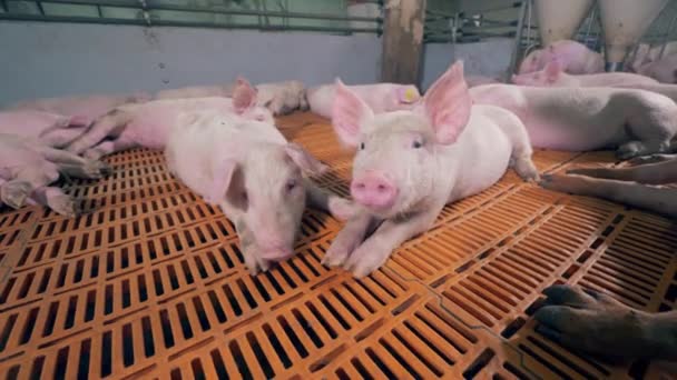 Close up of two pigs sniffing the camera at the farm — Stock Video