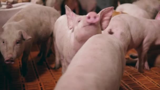 Ferme porcine avec des porcs se déplaçant le long de l'autre — Video