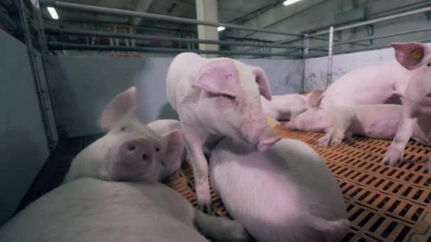 I maiali della fattoria stanno riposando e annusando la telecamera. Moderna fattoria di maiali con molti maiali . — Video Stock