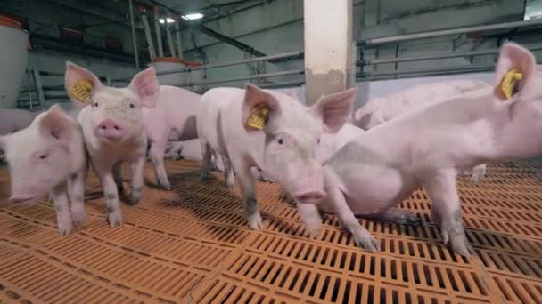 Er komen gechipte varkens naar de camera. Varkens op een varkenshouderij — Stockvideo