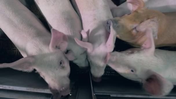 Young pigs are sniffing each other in the yard — Stock Video