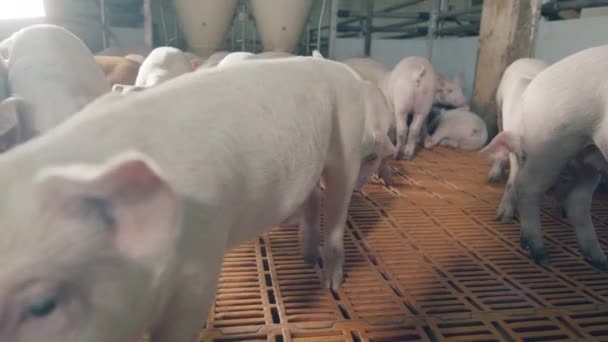 어린 농장 돼지 한 마리가 카메라 냄새를 맡으며 다가오고 있습니다. 돼지가 많은 현대식 돼지 농장. — 비디오