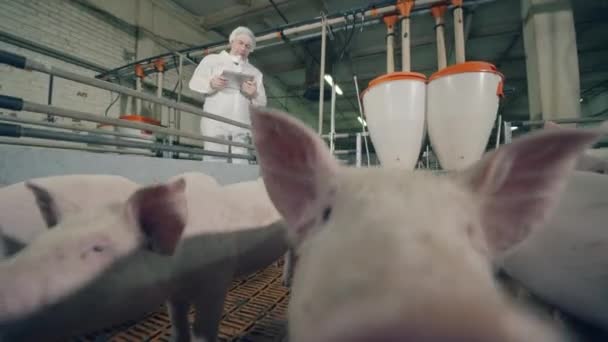 Pracownik gospodarstwa obserwuje młode świnie karmione — Wideo stockowe