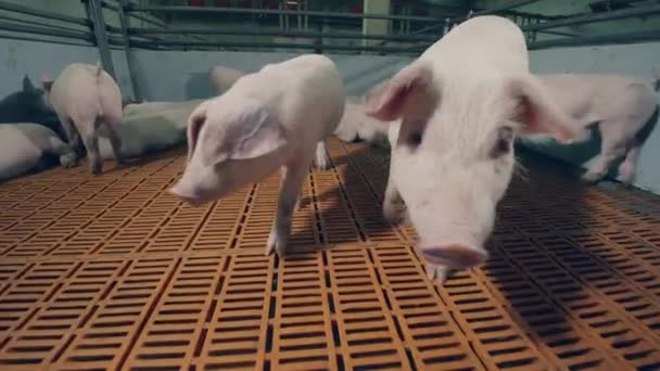 Маленька свиня йде до камери і нюхає її — стокове відео