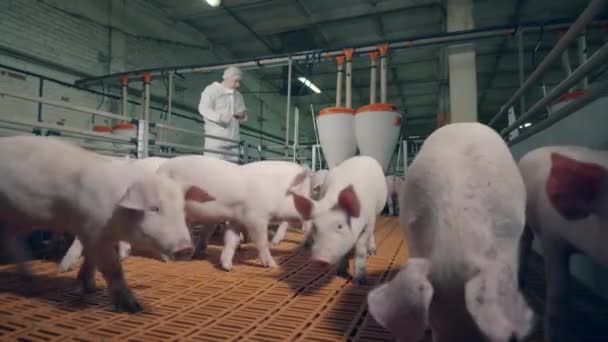 Свиной двор со свиньями и работник фермы наблюдают за ними. — стоковое видео
