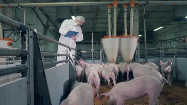 Vétérinaire, ouvrier de la porcherie observe une cour avec de jeunes porcs — Video