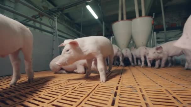 若い豚が農場の庭に沿って動いています — ストック動画