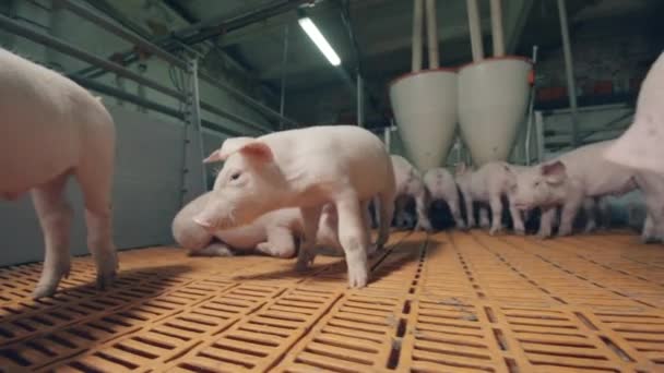 Les jeunes porcs se déplacent le long de la cour de la ferme 