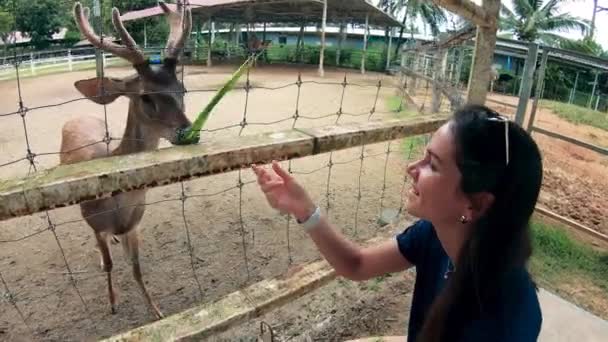 Жінка годує оленя в зоопарку влітку — стокове відео