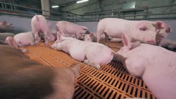 Nieuwsgierig varken snuffelt camera op de varkensstal — Stockvideo