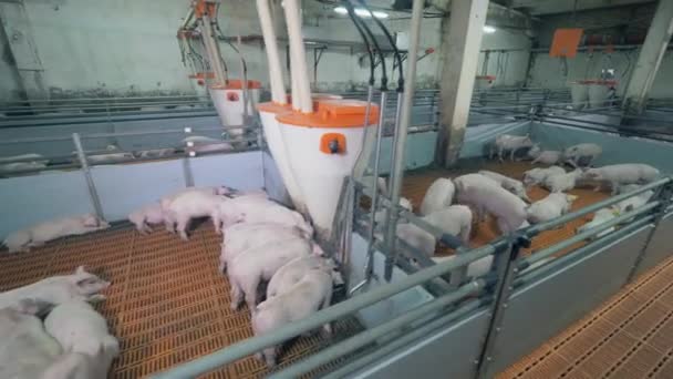 Свиньи кормят и отдыхают на ферме — стоковое видео