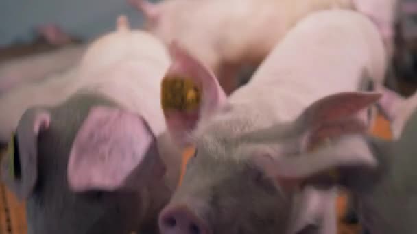 I maiali da fattoria scheggiati sono curiosi. — Video Stock