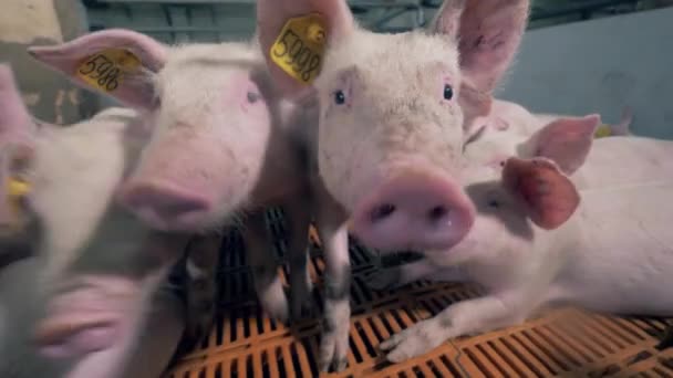 Chipped piglets are crowding in front of the camera — Stock Video