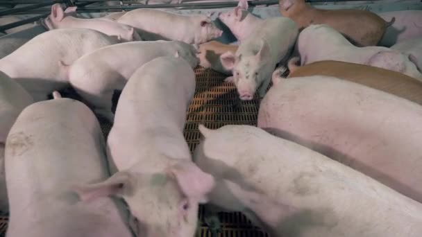 Свиное стадо во дворе свиноводческой фермы — стоковое видео