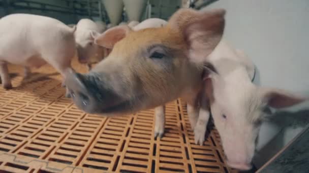 Een paar biggen op de boerderij snuffelen aan de camera. — Stockvideo