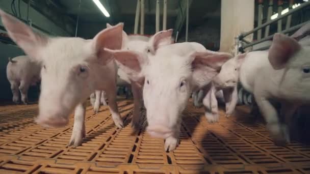 Pequenos porcos estão curiosos na quinta de criação de porcos. — Vídeo de Stock