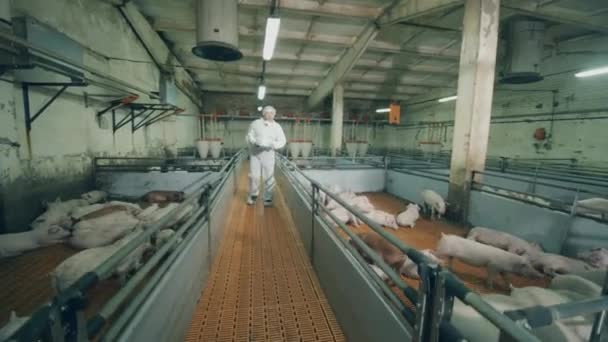 Travailleur masculin avec un tableau se promène le long de la ferme porcine — Video