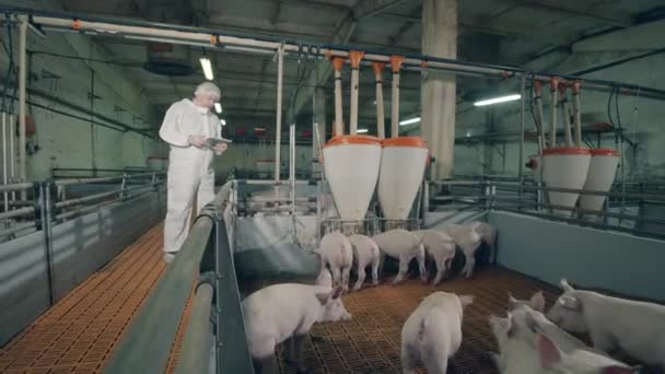 Erkek çiftçi domuz yetiştirme çiftliğindeki domuzları inceliyor. — Stok video