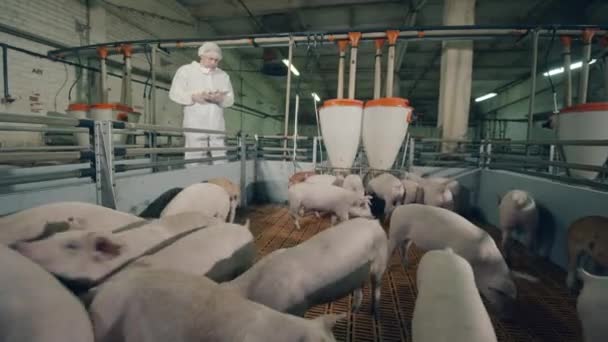Фермерские свиньи шуршат под контролем работника мужского пола — стоковое видео