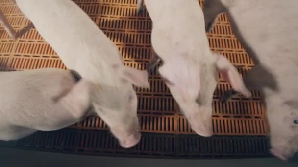 Świnie z farmy wąchają się nawzajem w łóżeczku. — Wideo stockowe