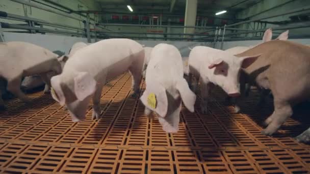 Подрібнені свині слідують за камерою у дворі — стокове відео