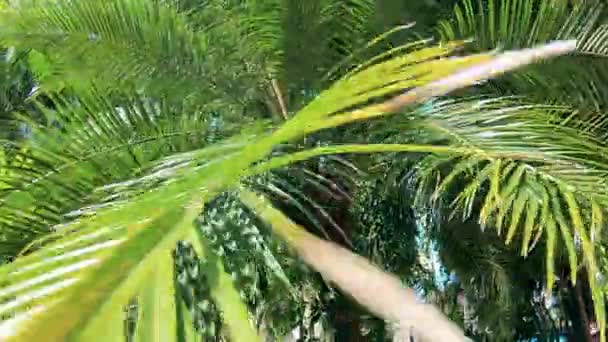 Tropische planten en een dame die een hedendaagse dans doet — Stockvideo