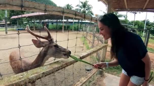 A girl feeds a deer with leaves at the zoo. — ストック動画
