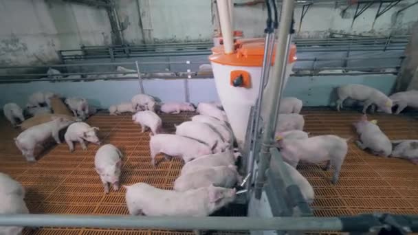 Patio de la granja con lechones comiendo cerca del alimentador. Granja de cerdos moderna con cerdos — Vídeos de Stock