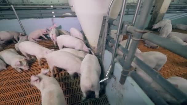 Pigs are feeding in the piggery cote. Modern pig farm with pigs — Stock Video